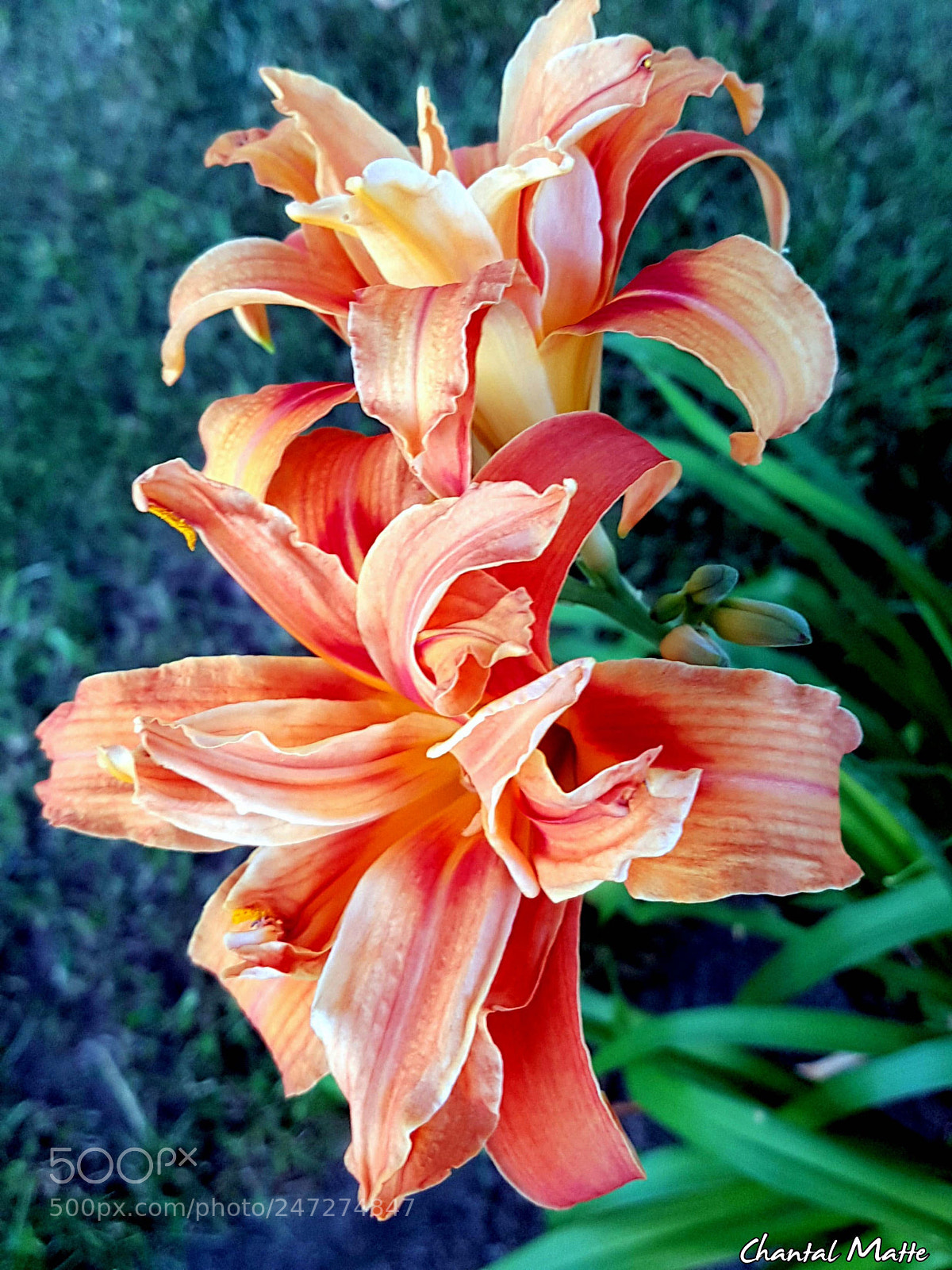 Samsung Galaxy S7 sample photo. Untitled photography