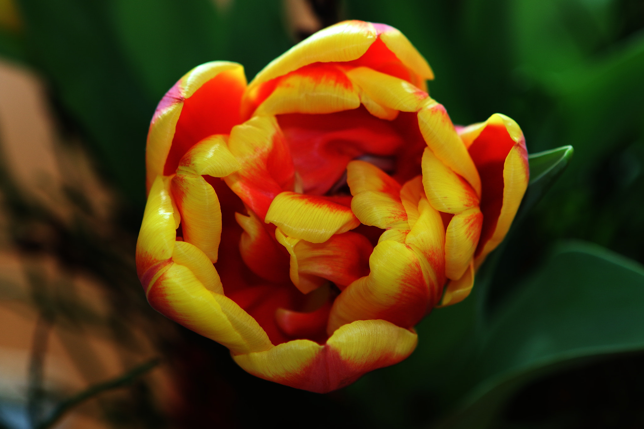 Canon EF 24-70mm F2.8L USM sample photo. Tulip photography