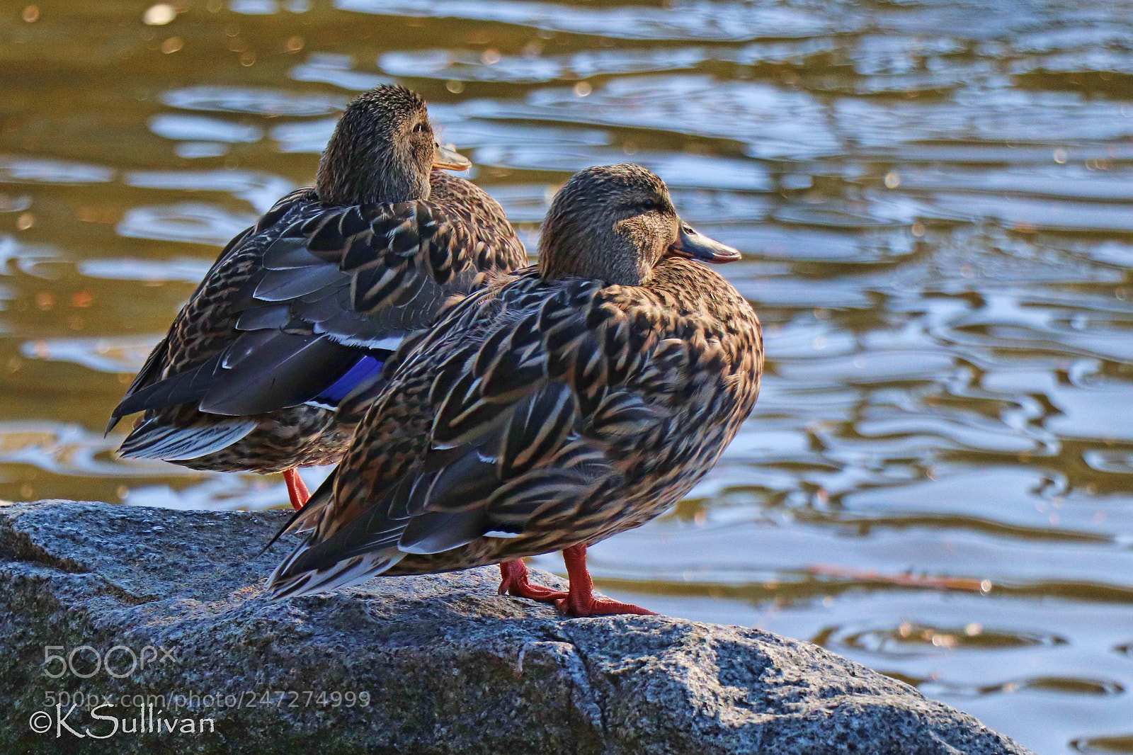 Canon EOS 77D (EOS 9000D / EOS 770D) sample photo. The aunties are always photography