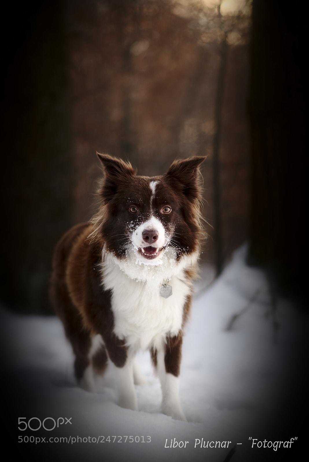 Nikon D610 sample photo. Winter dog photography
