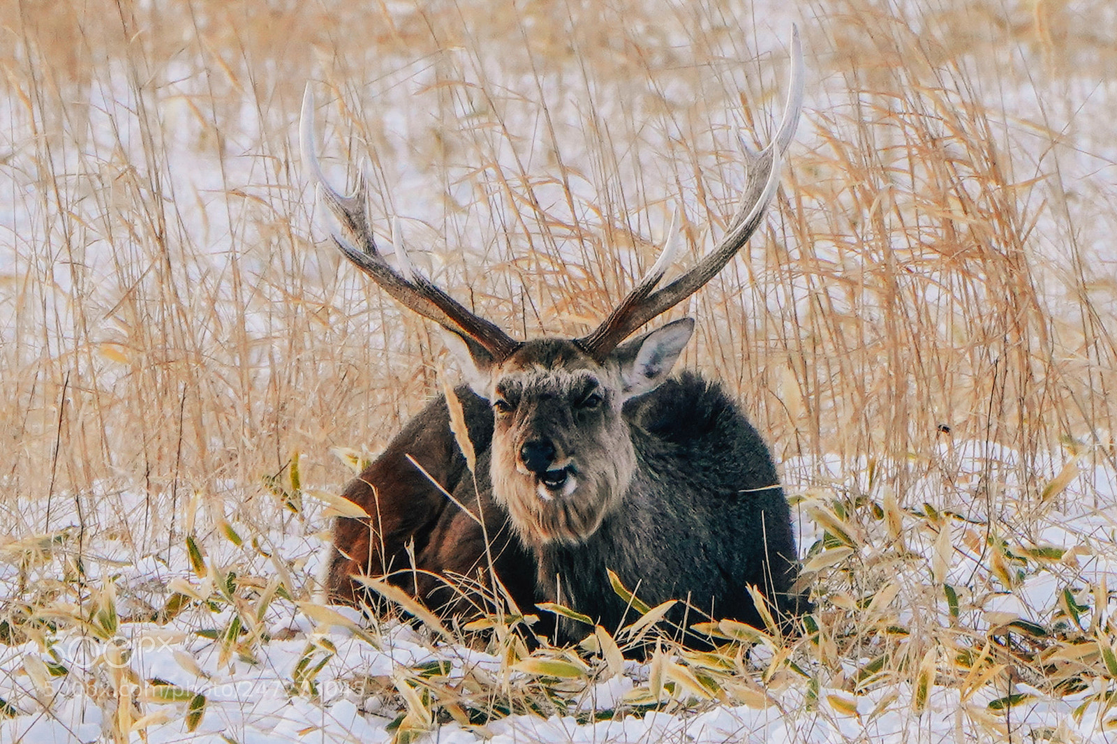 Sony a9 sample photo. Deer in hokkaido photography