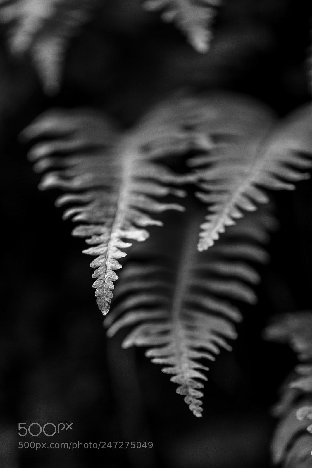 Fujifilm X-T2 sample photo. Simmetrie photography