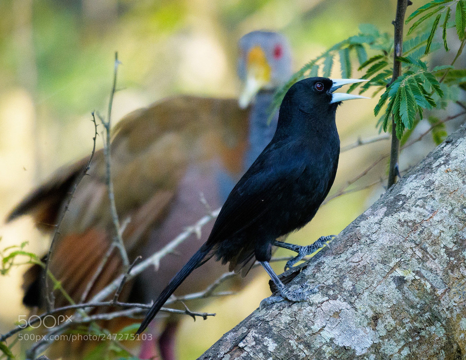 Nikon D500 sample photo. Incoming photography