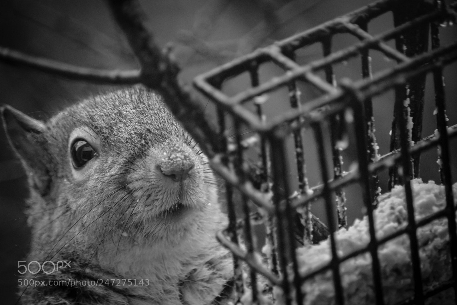 Canon EOS 80D sample photo. Squirrel closeup photography