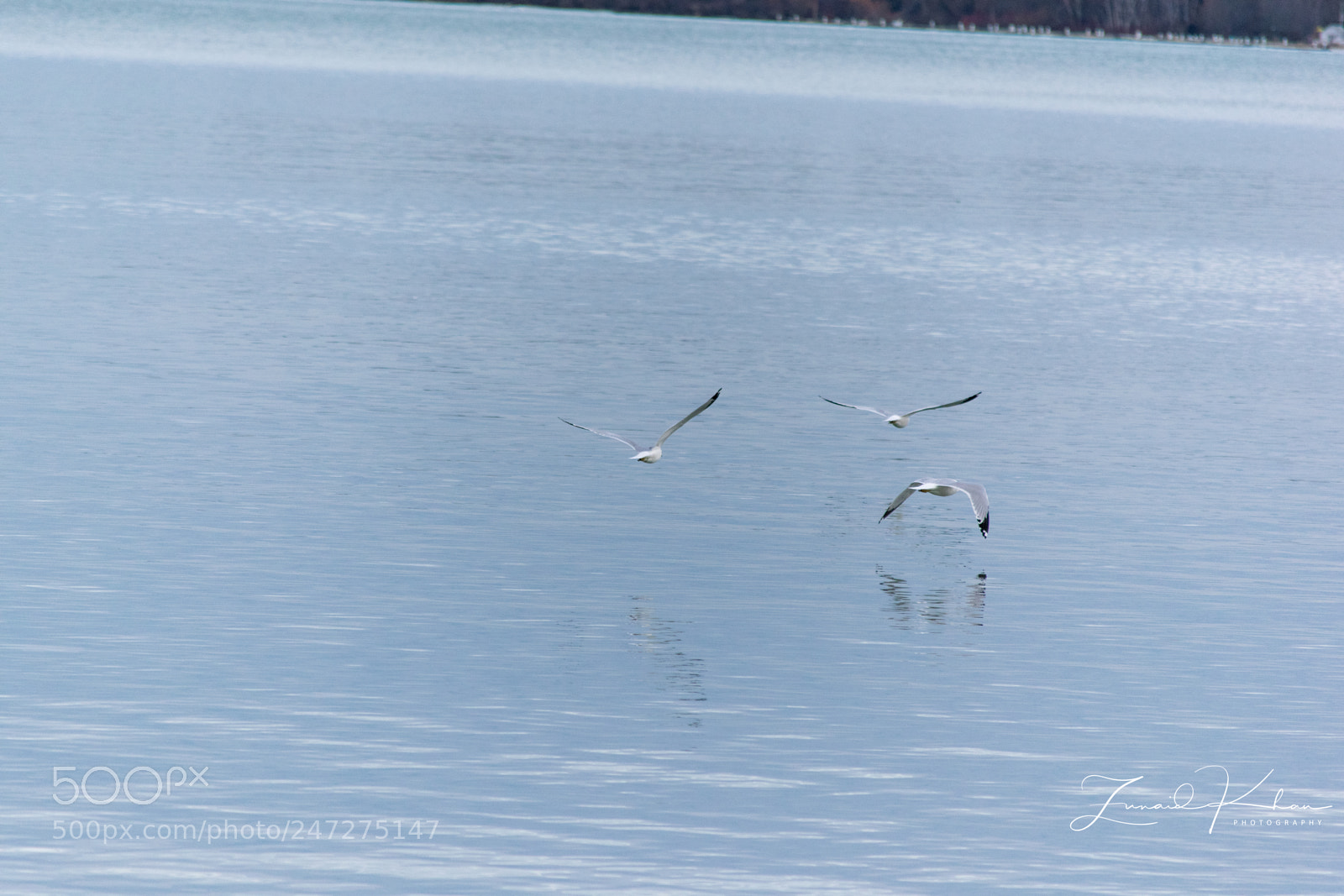 Nikon D3400 sample photo. Gulls photography