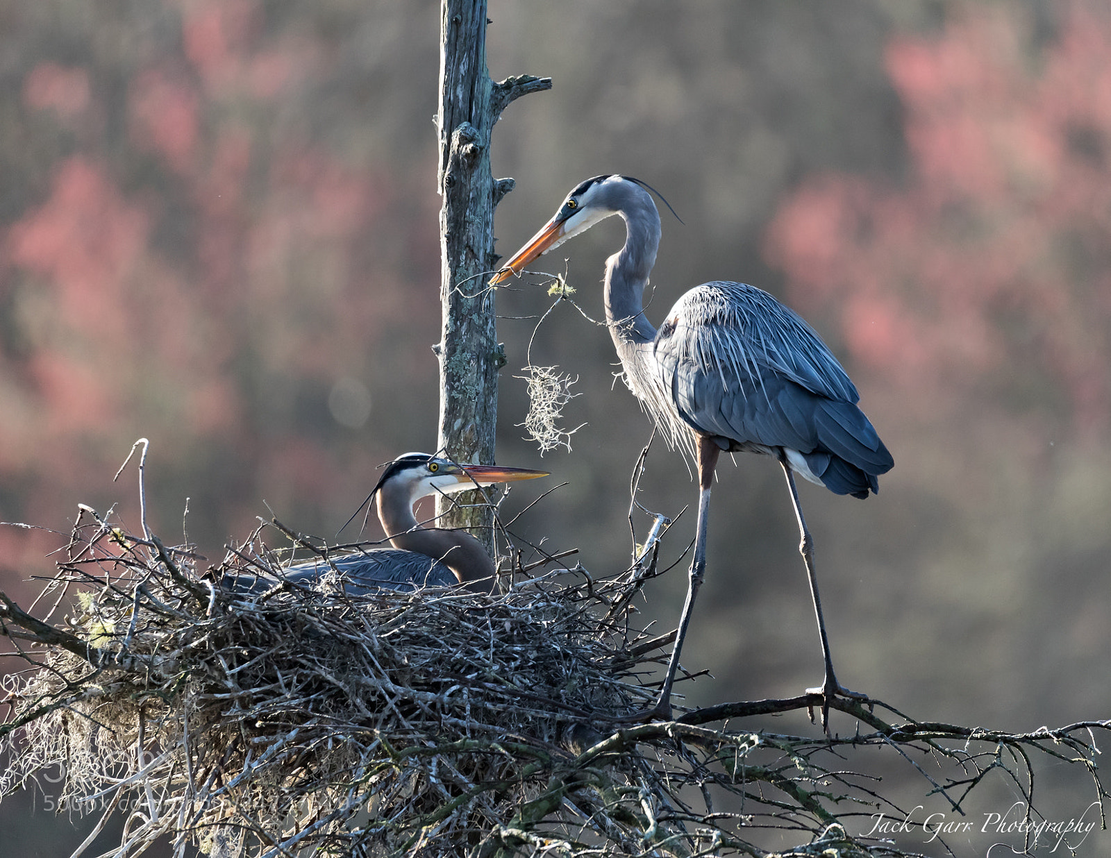 Canon EOS-1D X Mark II sample photo. Great blue heron male photography