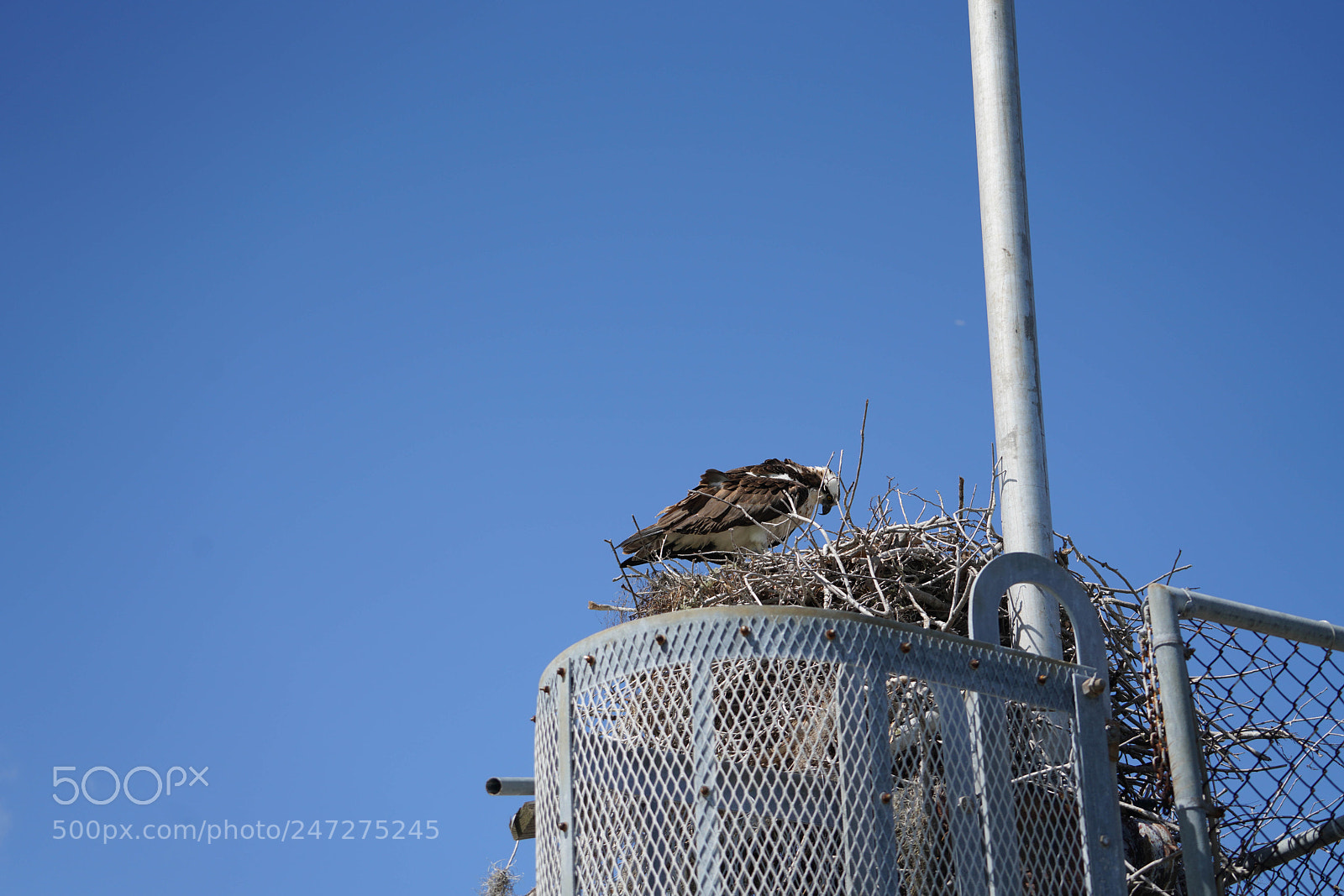 Sony a7R III sample photo. Glades flamingo photography