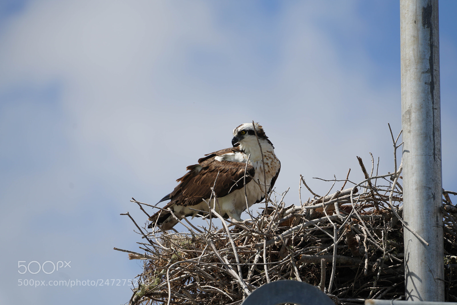 Sony a7R III sample photo. Glades flamingo photography