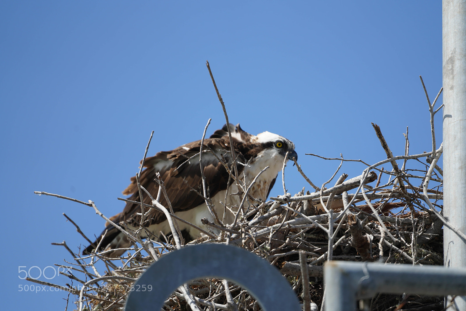 Sony a7R III sample photo. Glades flamingo photography