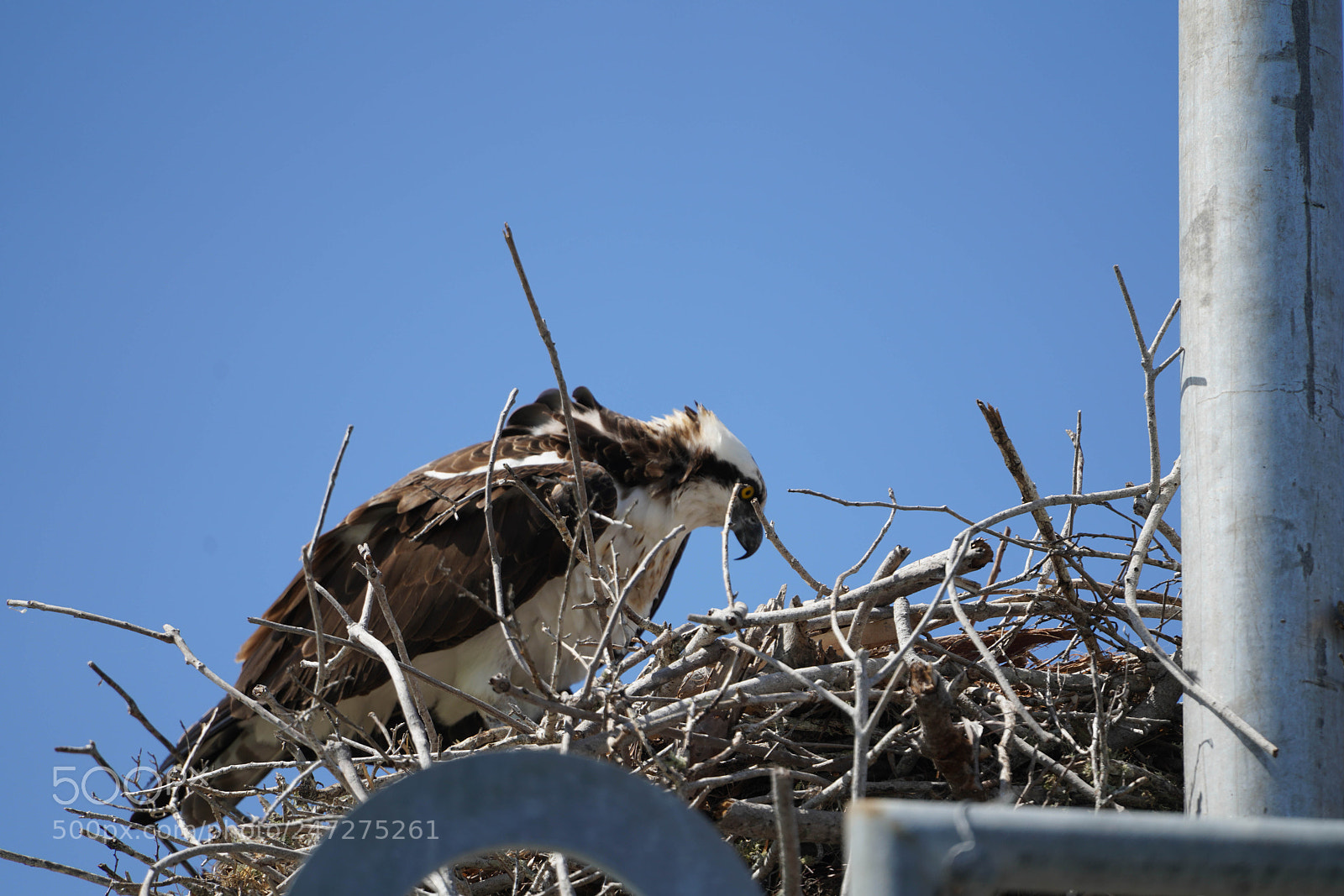 Sony a7R III sample photo. Glades flamingo photography