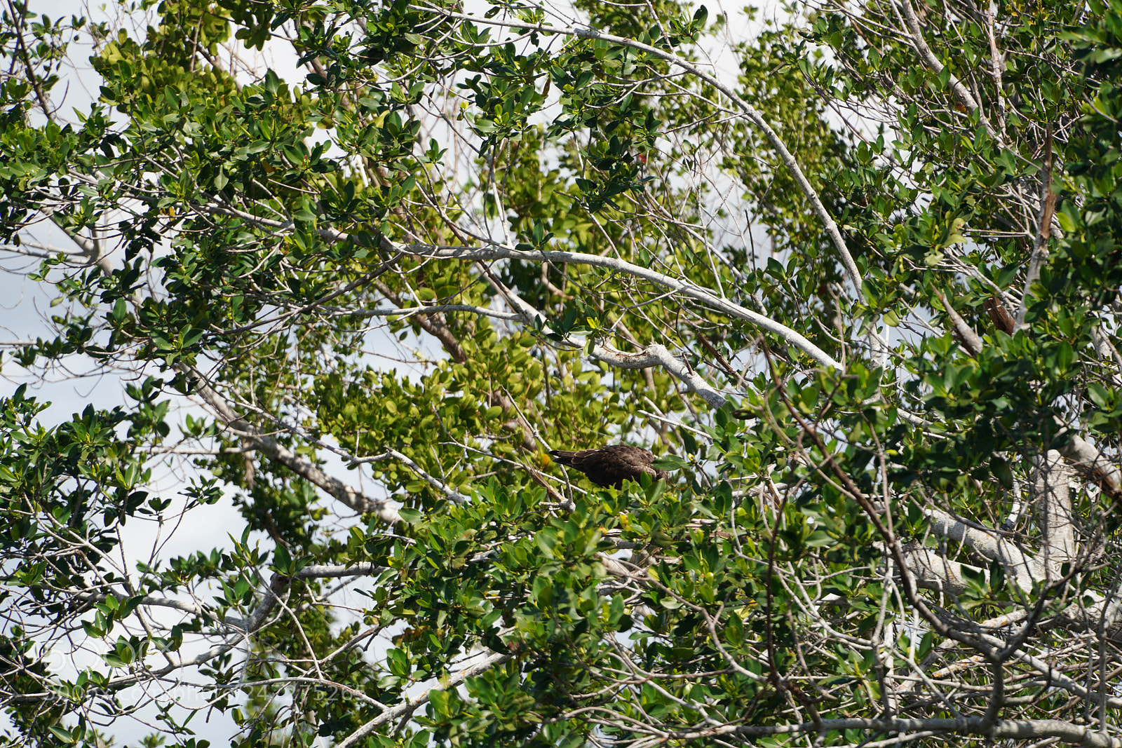 Sony a7R III sample photo. Glades flamingo photography