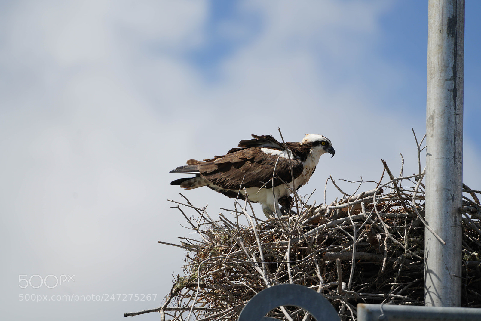 Sony a7R III sample photo. Glades flamingo photography