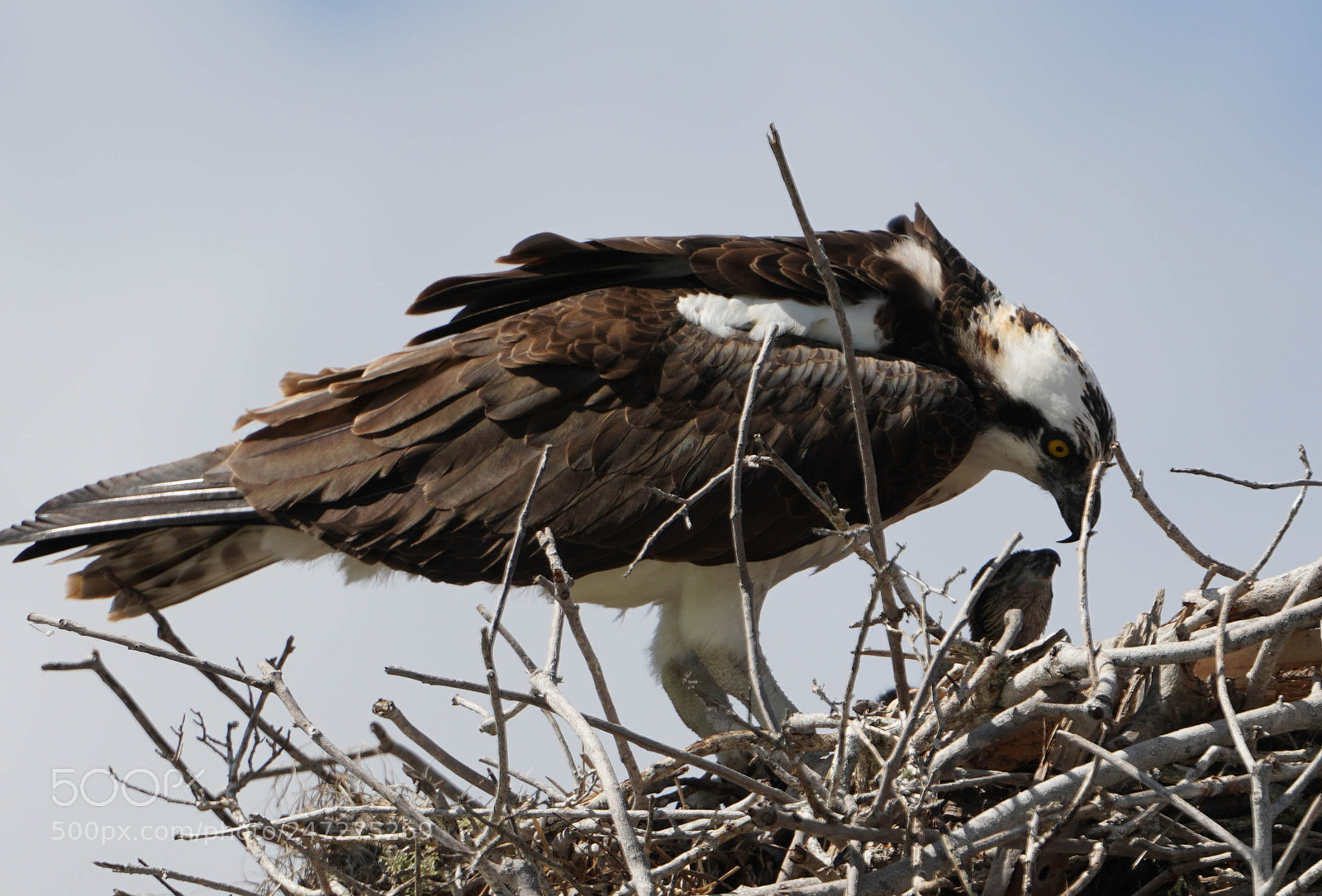 Sony a7R III sample photo. Glades flamingo photography