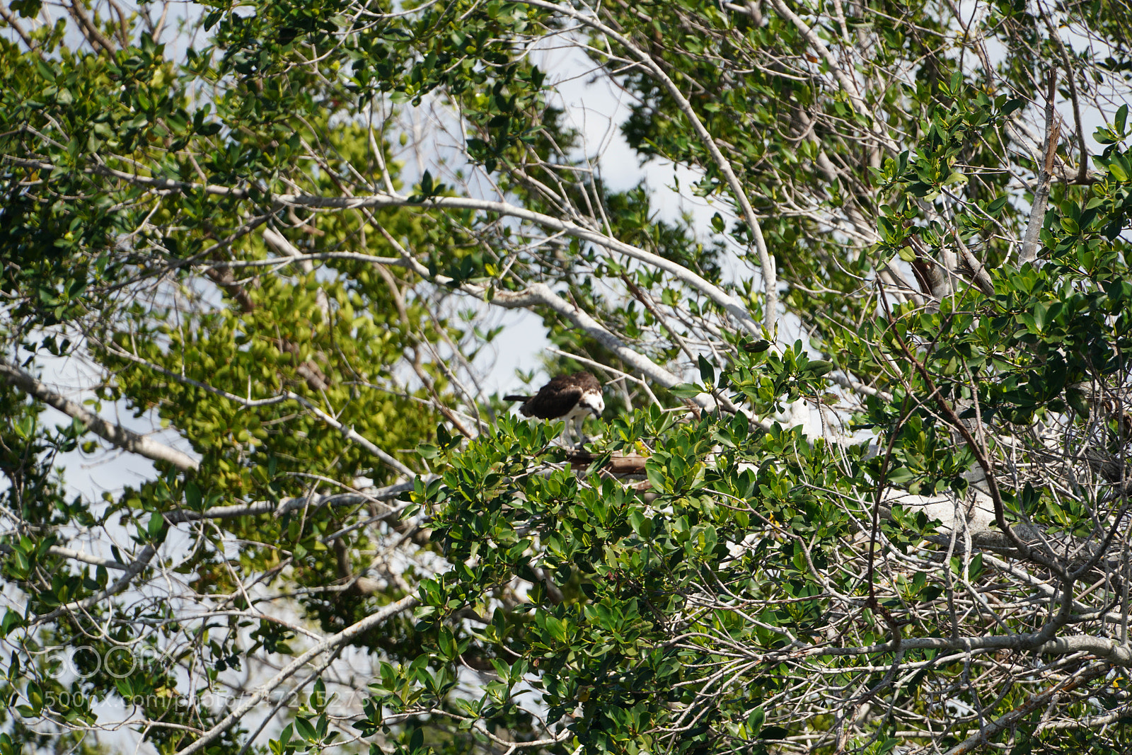 Sony a7R III sample photo. Glades flamingo photography