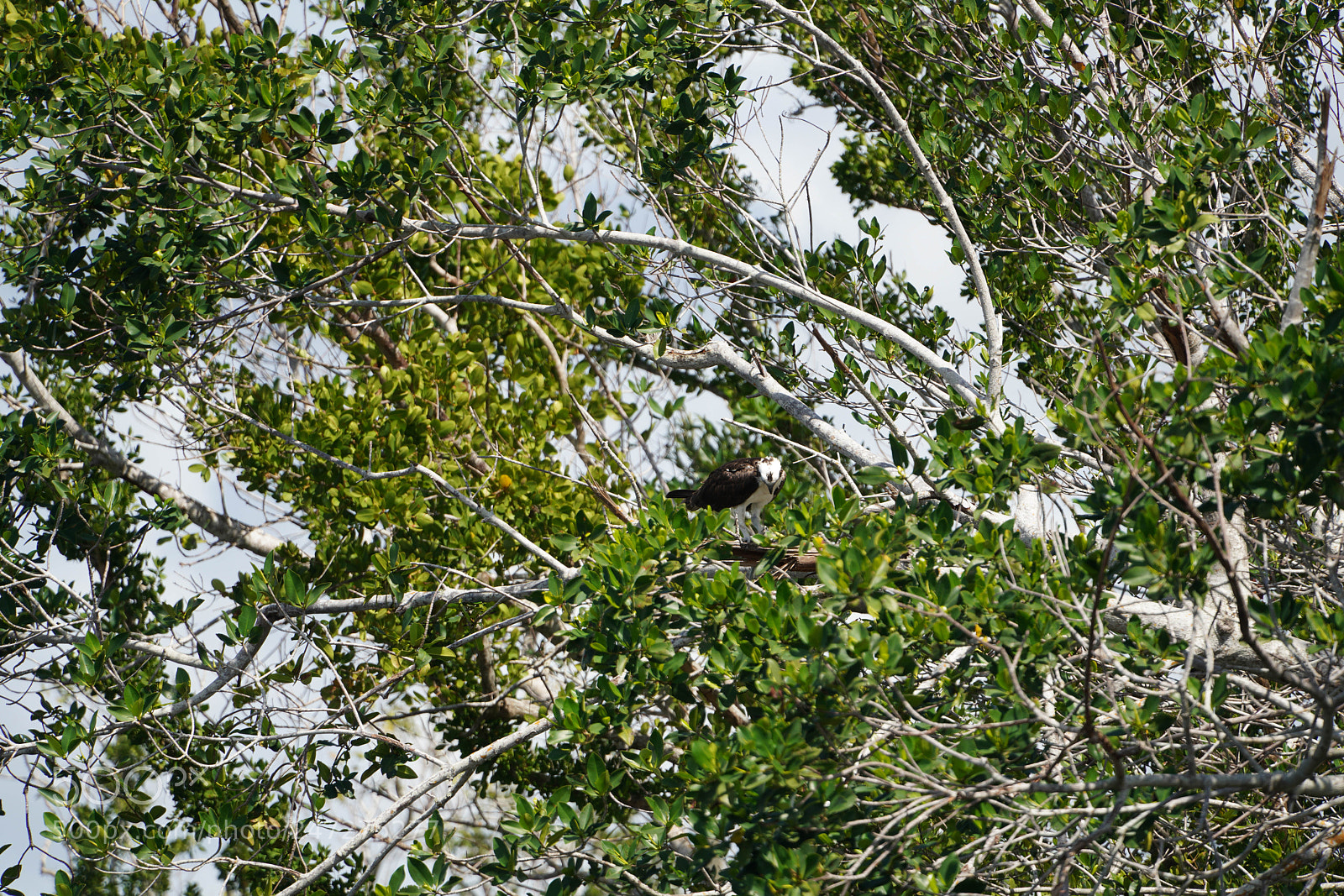 Sony a7R III sample photo. Glades flamingo photography
