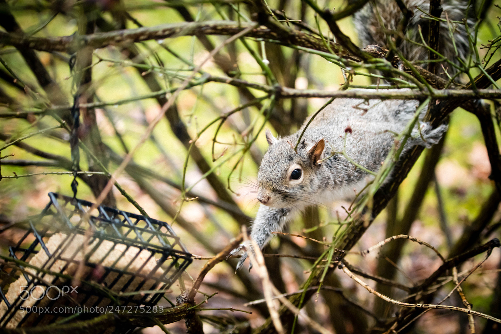 Canon EOS 80D sample photo. Sneaky squirrel photography