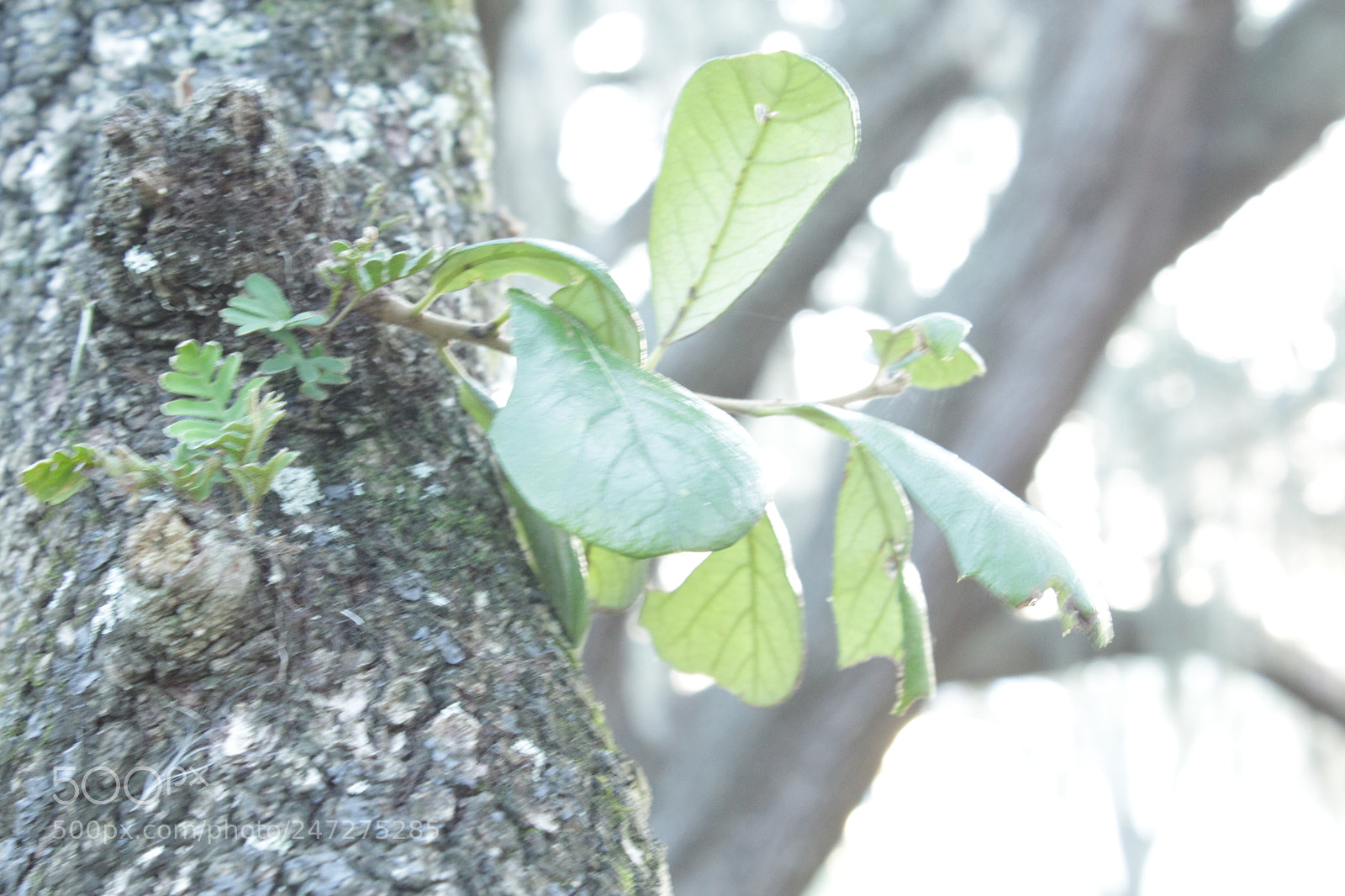 Canon EOS 1200D (EOS Rebel T5 / EOS Kiss X70 / EOS Hi) sample photo. 7. high iso exposure photography