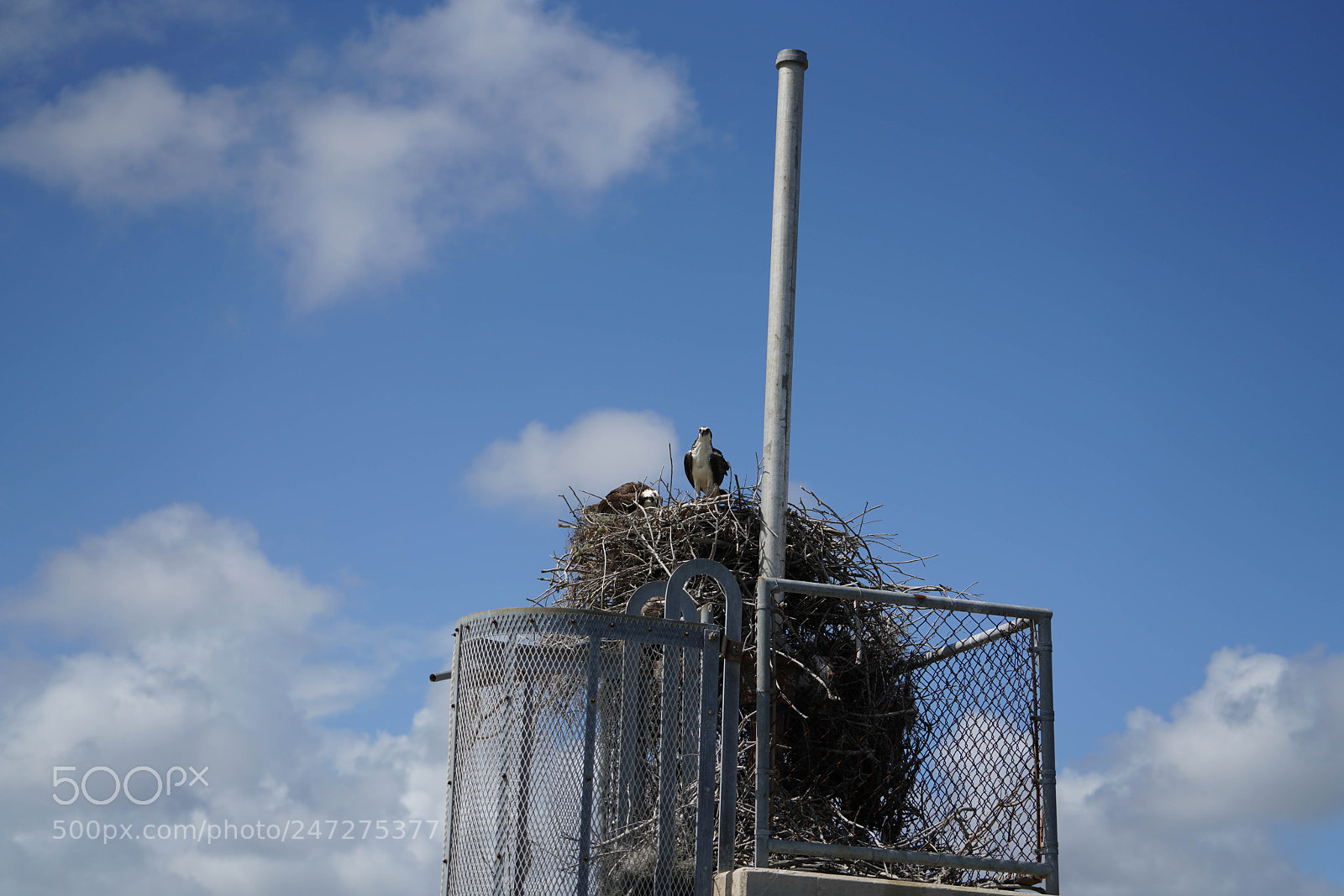 Sony a7R III sample photo. Glades flamingo photography
