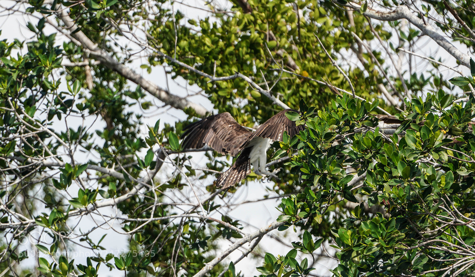 Sony a7R III sample photo. Glades flamingo photography