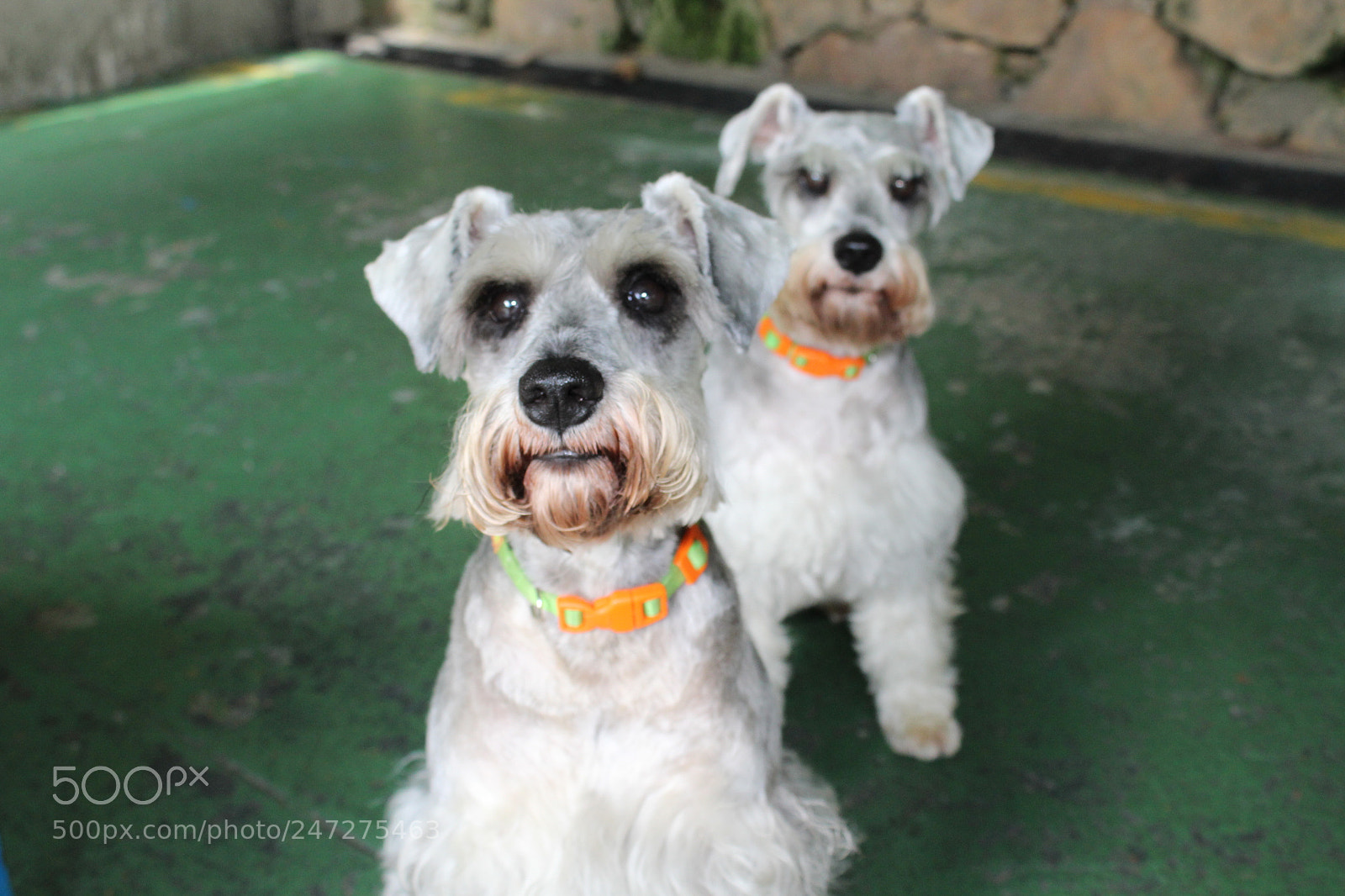 Canon EOS 1300D (EOS Rebel T6 / EOS Kiss X80) sample photo. Schnauzer brothers photography