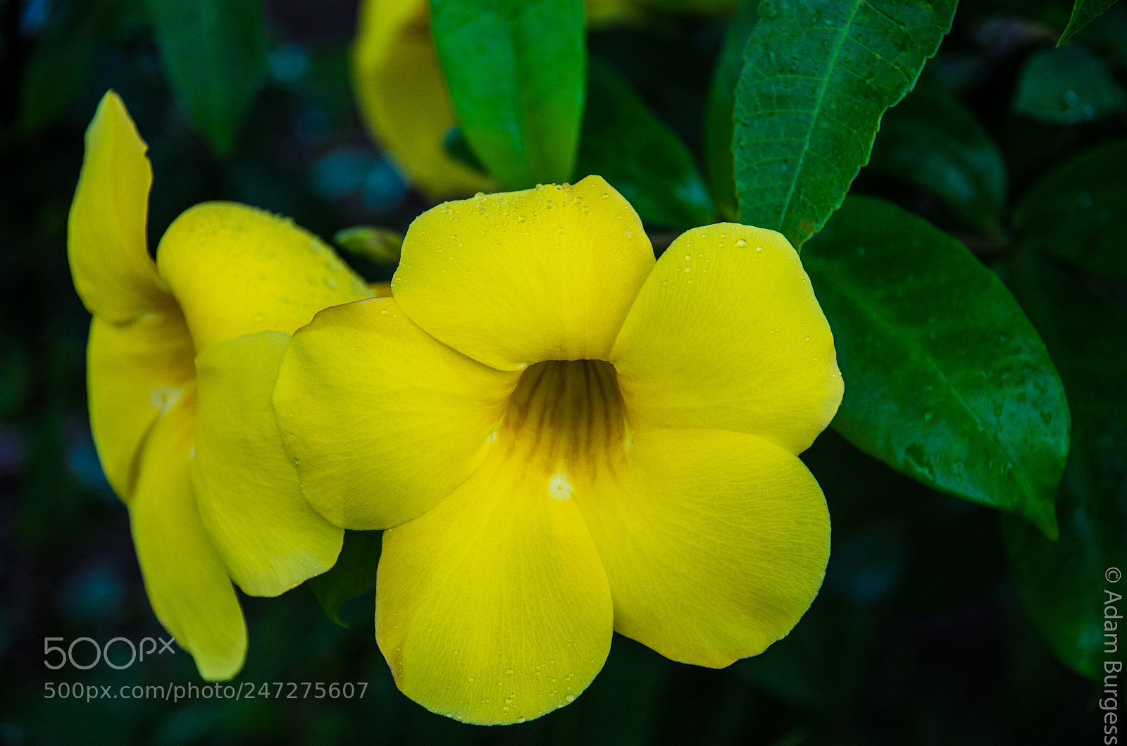 Pentax K-30 sample photo. Tropical yellow flower photography