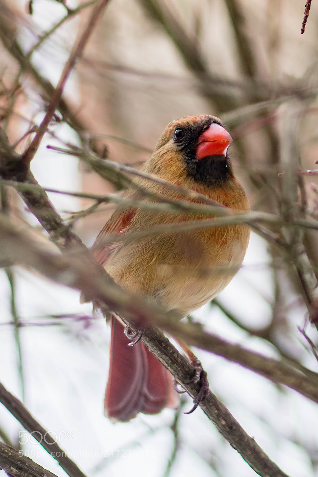 Canon EOS 80D sample photo. Cardinal photography