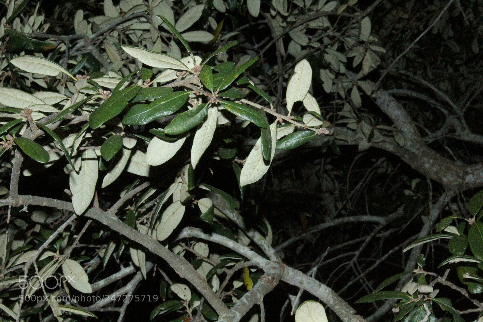 Canon EOS 1200D (EOS Rebel T5 / EOS Kiss X70 / EOS Hi) sample photo. 9. night exposure photography