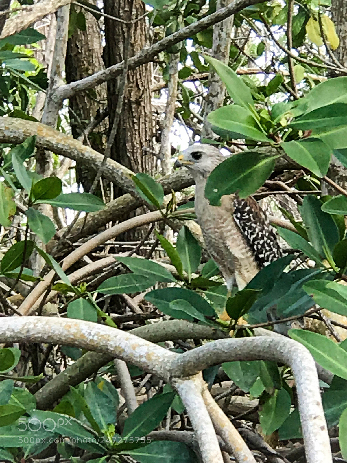 Apple iPhone 7 Plus sample photo. Glades flamingo photography