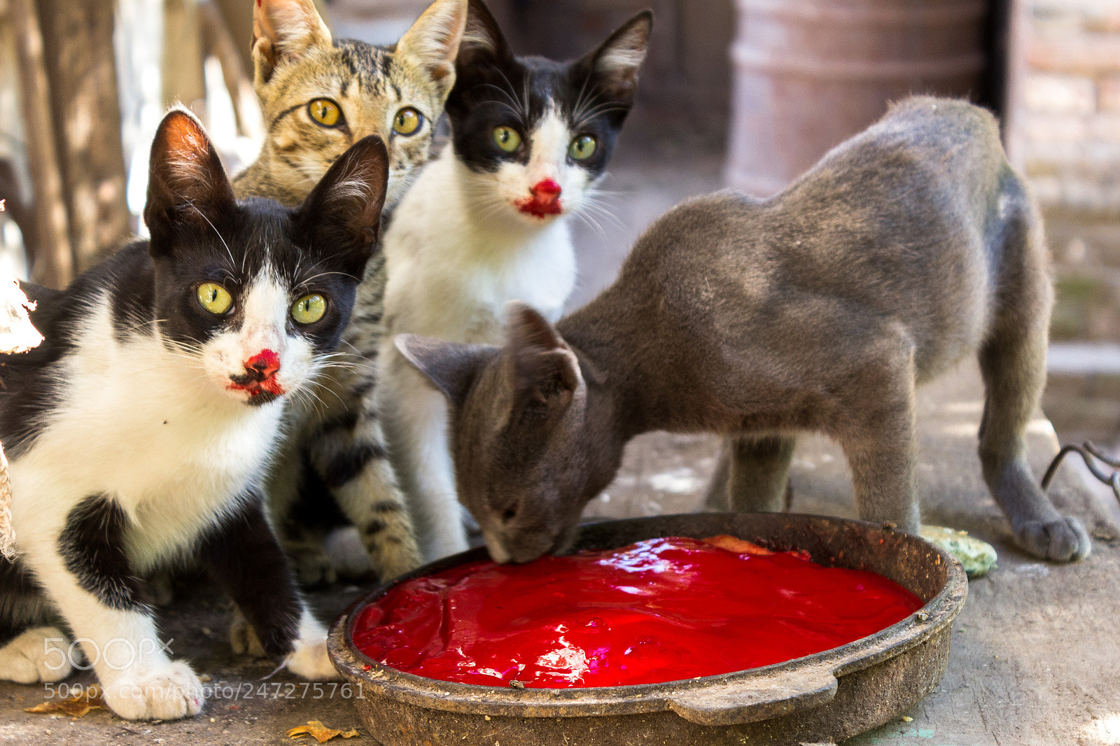 Canon EOS 1200D (EOS Rebel T5 / EOS Kiss X70 / EOS Hi) sample photo. Gatos vampiro photography