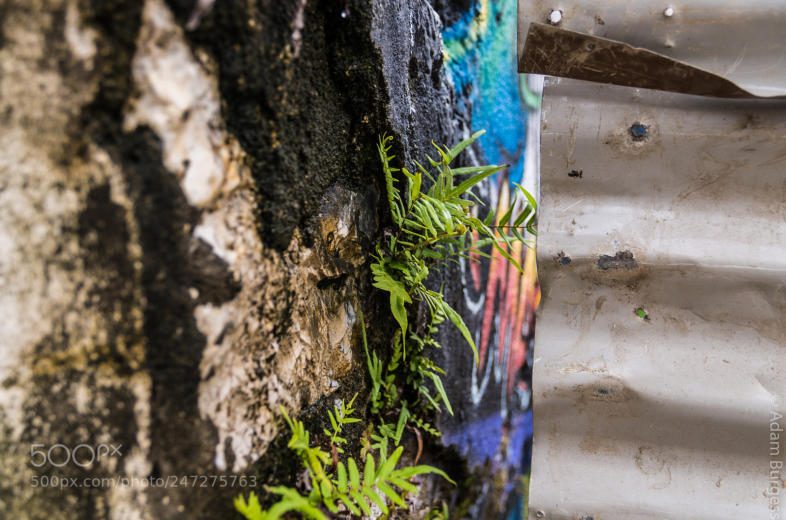 Pentax K-30 sample photo. Fern on the wall photography