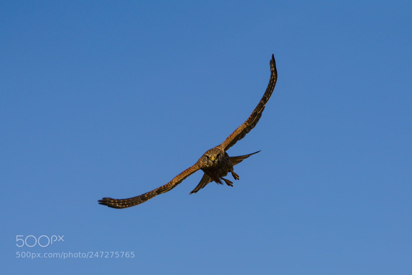Sony a7R III sample photo. Female kestrel photography