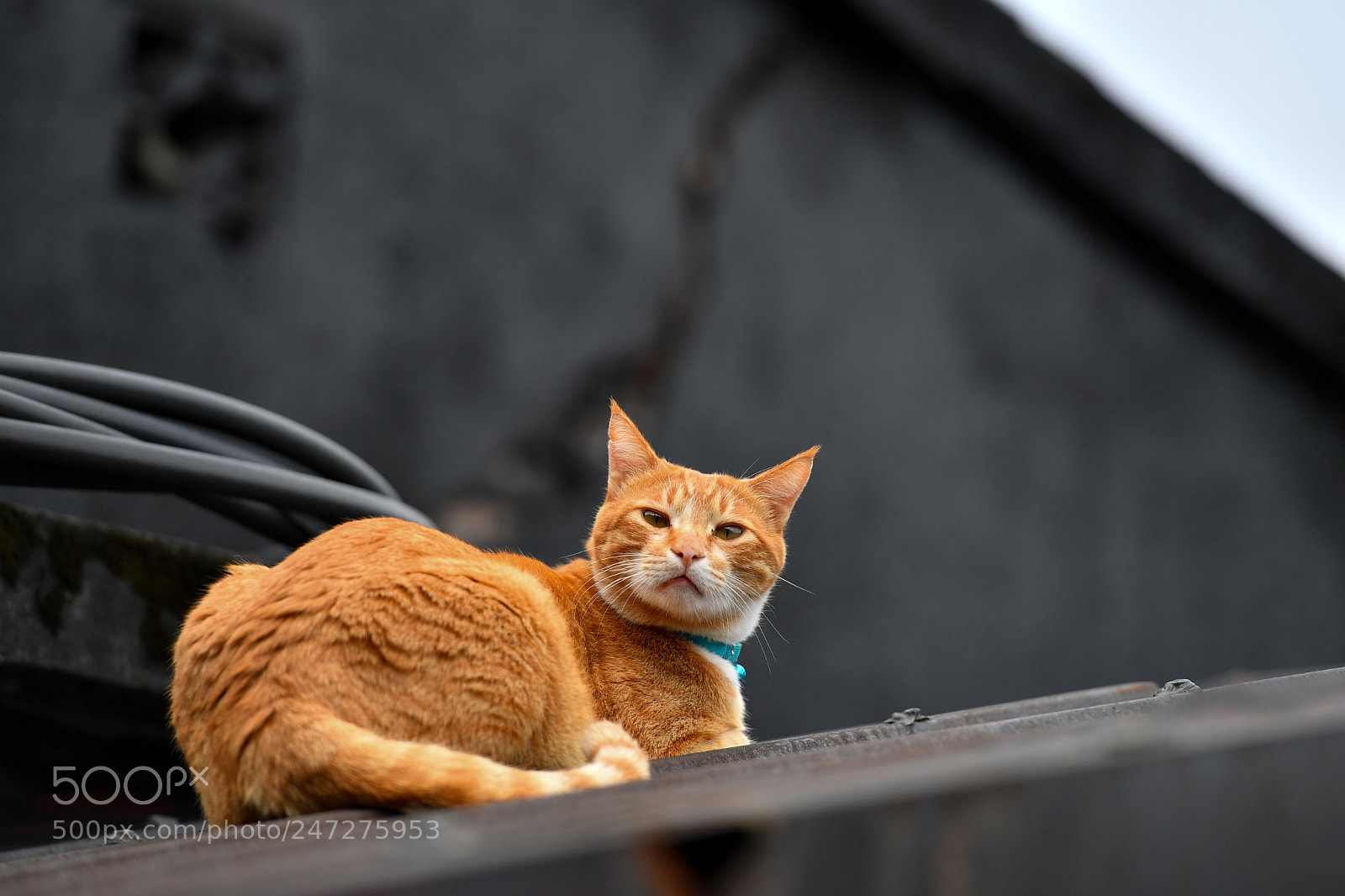 Nikon D5 sample photo. Cat photography