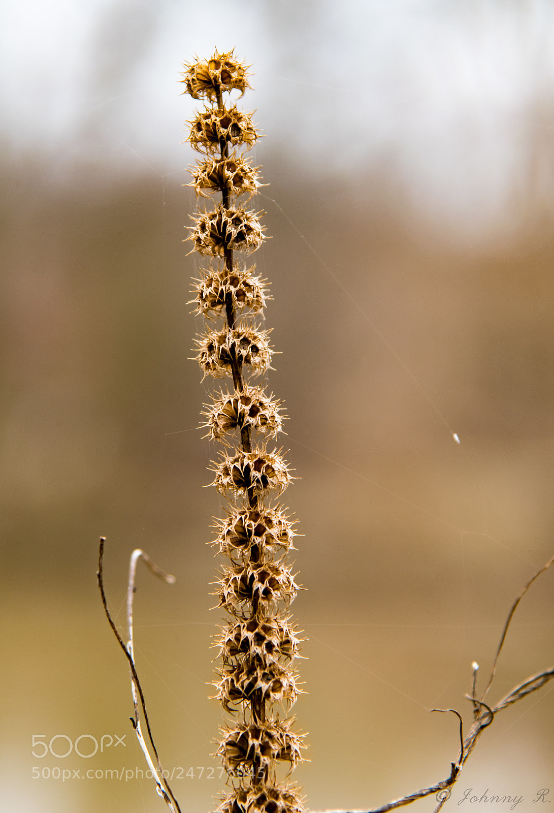 Nikon D5600 sample photo. Interesting pattern photography