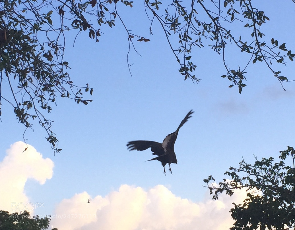 Apple iPhone 6 sample photo. Take off into the photography