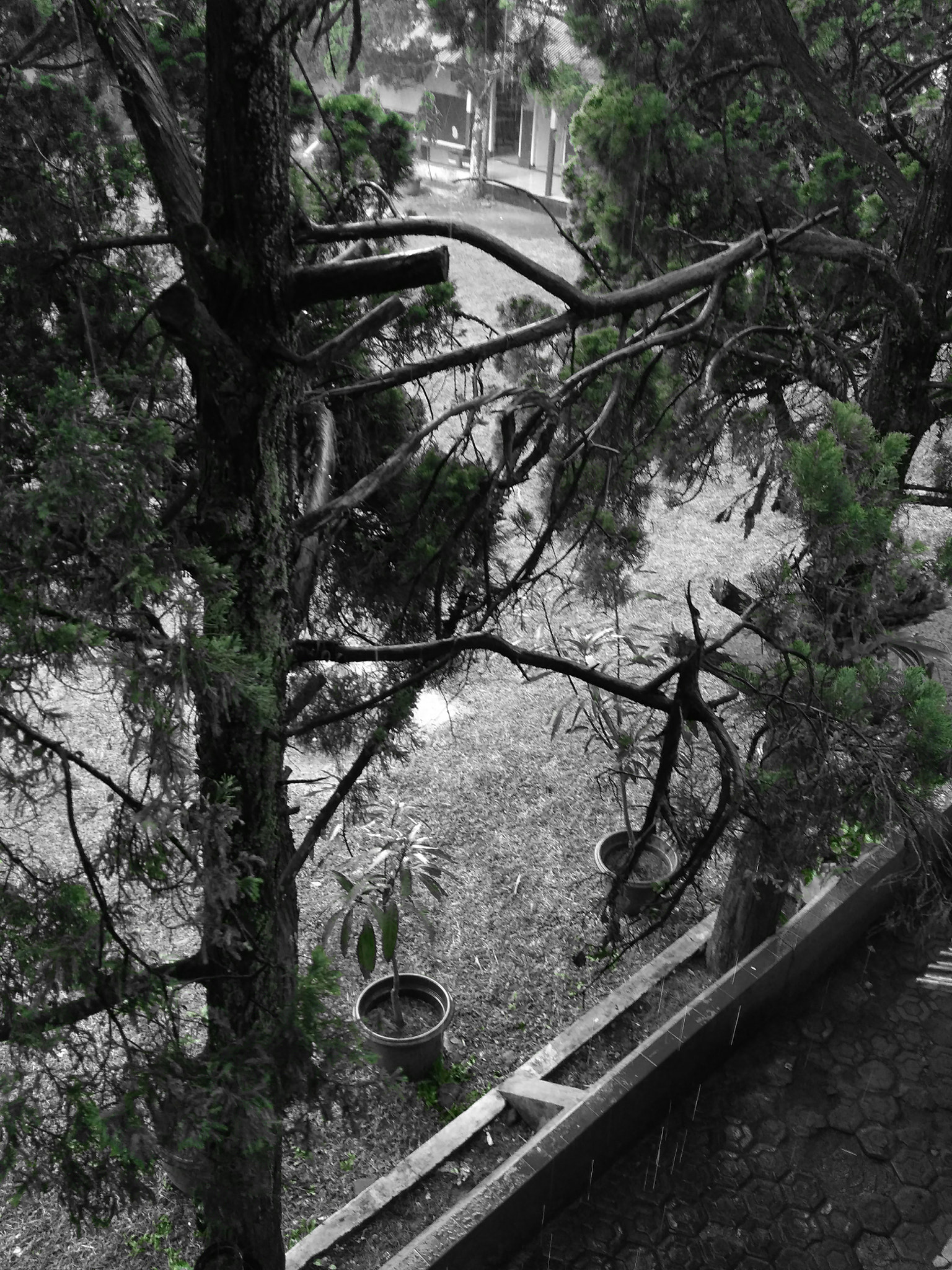 Xiaomi Redmi 3X sample photo. View of trees from the top of the school building photography