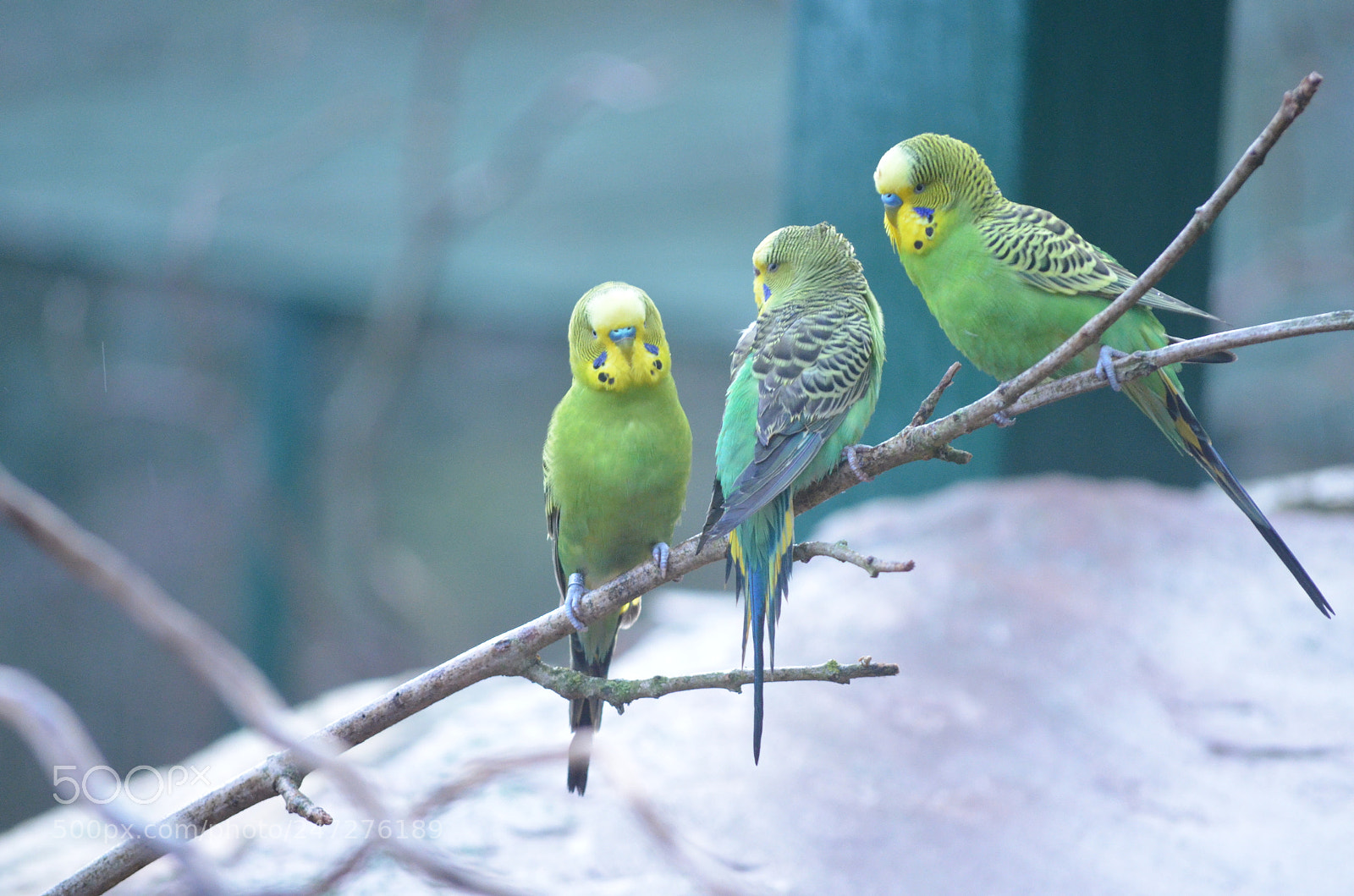 Nikon D5100 sample photo. 3 budgies outside worms, germany photography