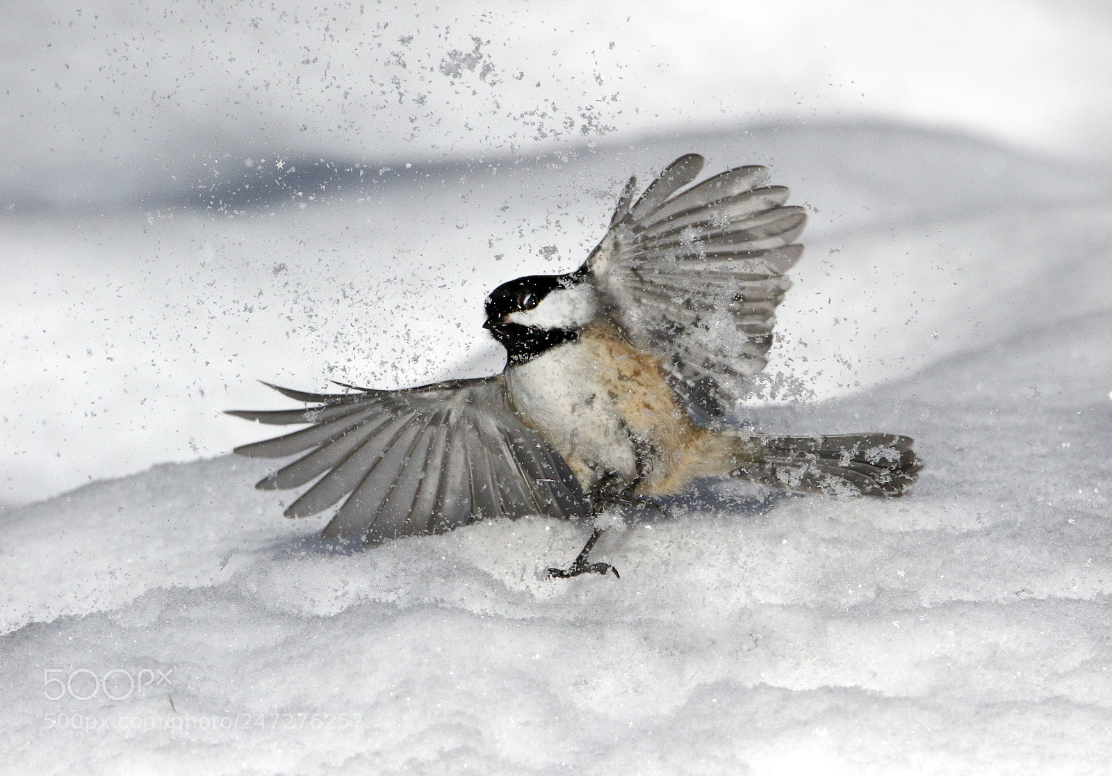 Canon EOS 7D Mark II sample photo. Snow disruptor photography