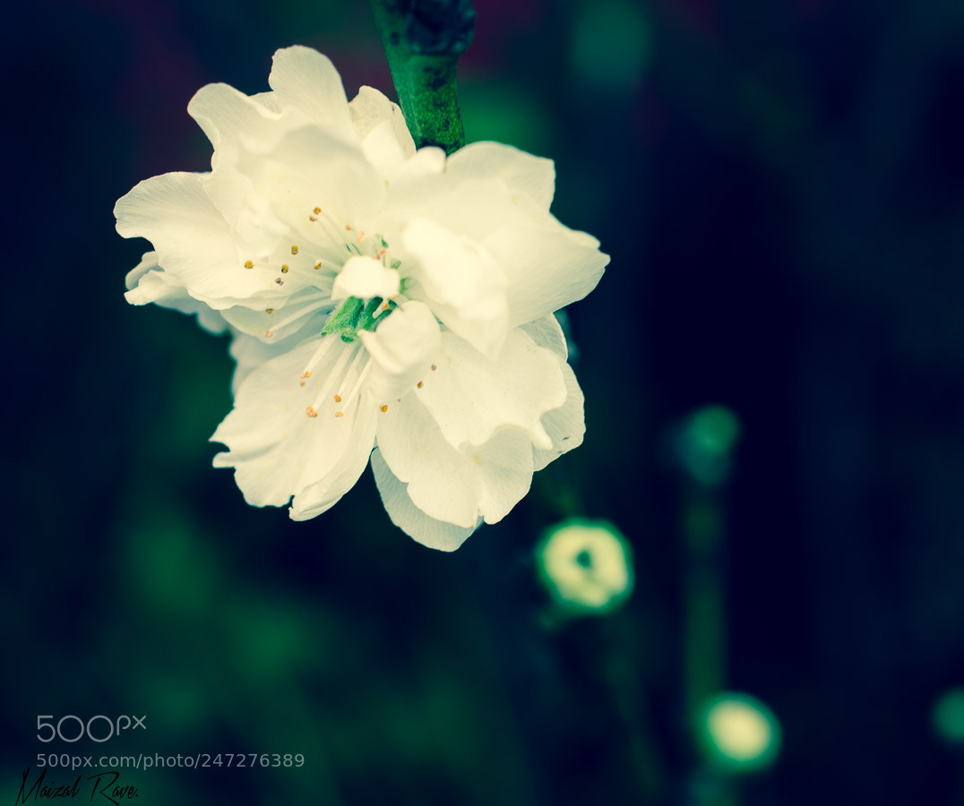 Nikon D3400 sample photo. Blanca flor!! photography