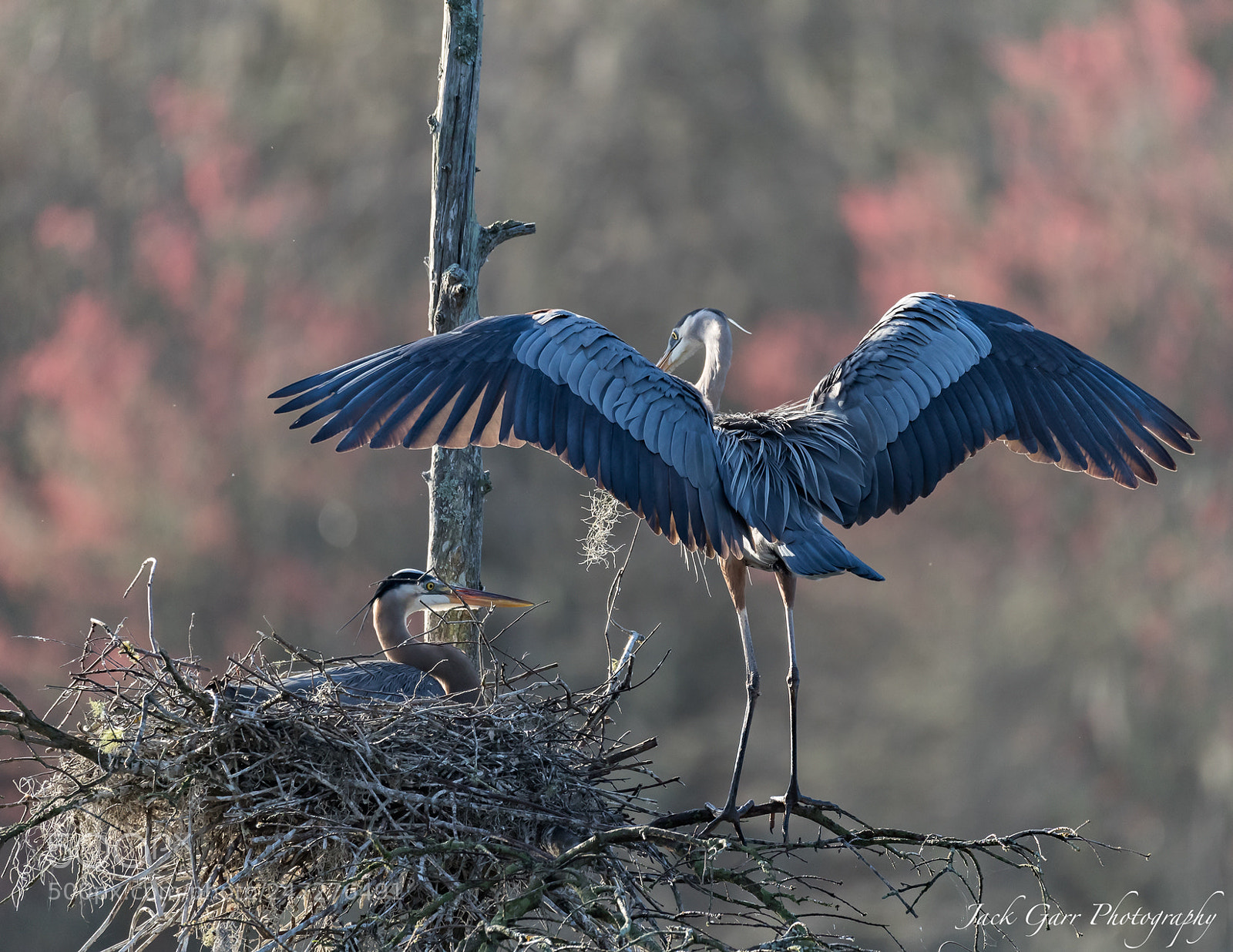 Canon EOS-1D X Mark II sample photo. Great blue heron landing photography