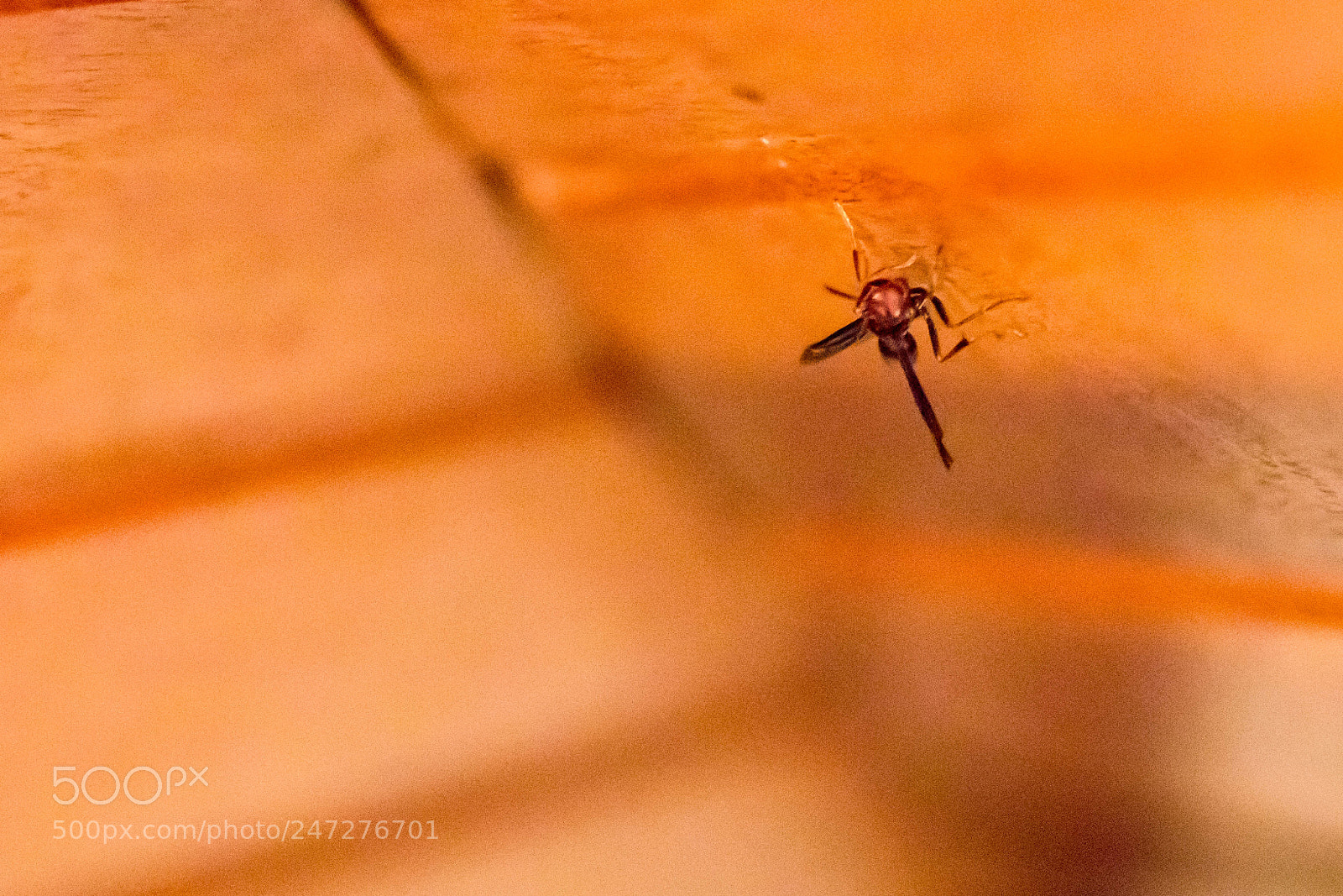 Canon EOS 80D sample photo. Wasp on the wooden photography