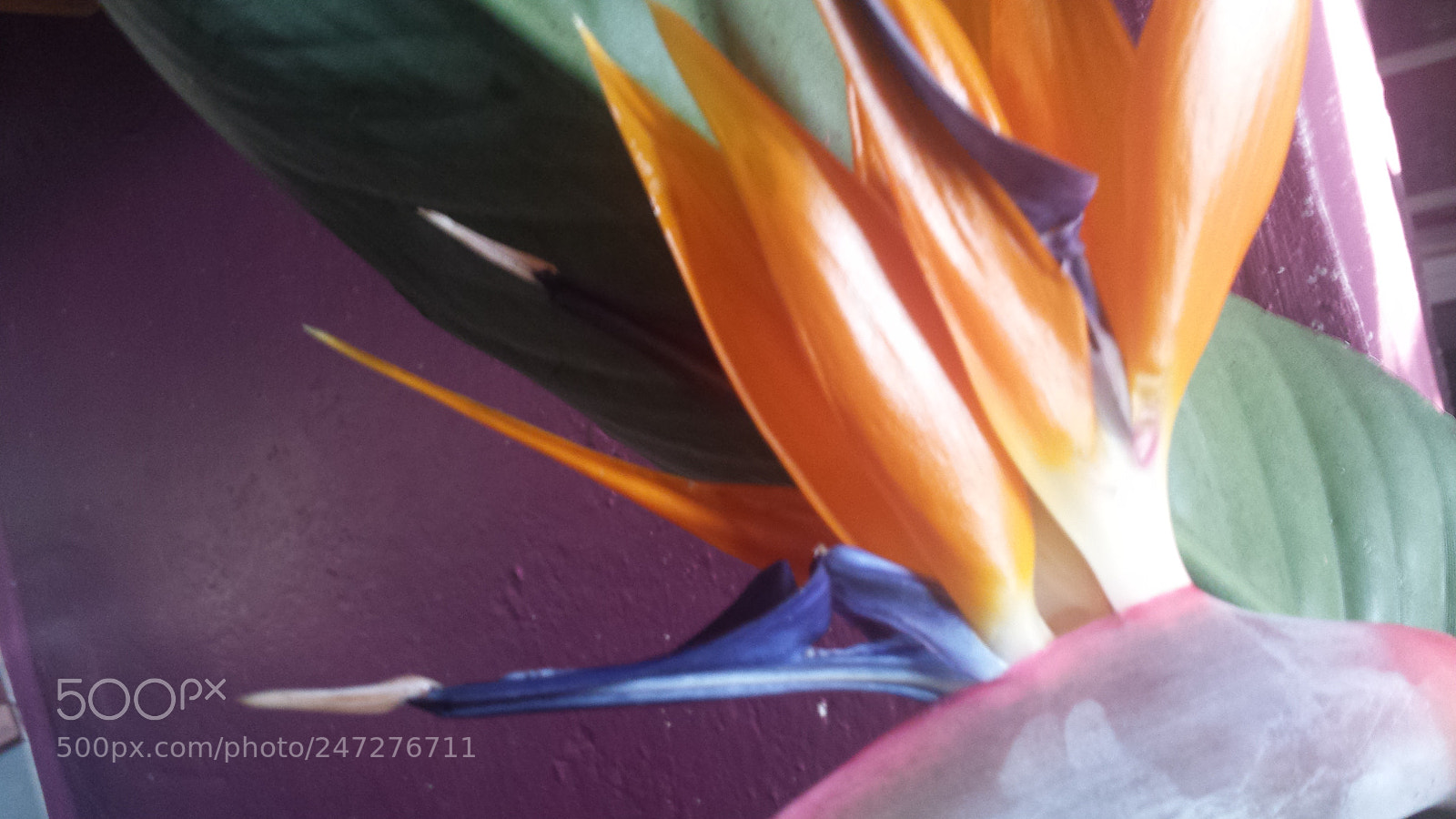 Samsung Galaxy S4 sample photo. Untitled photography