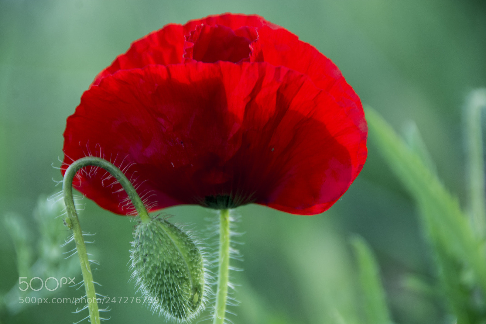 Nikon D7100 sample photo. Abeaffo psd photography