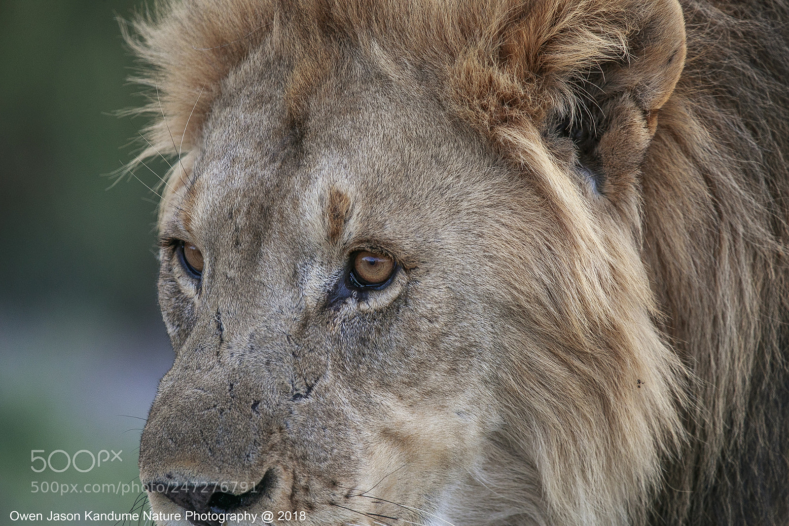 Canon EOS-1D X Mark II sample photo. Still a king photography