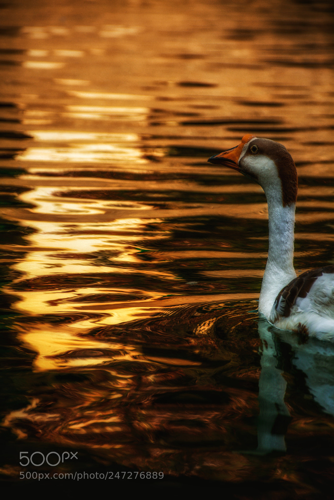 Nikon D5200 sample photo. P a t h photography