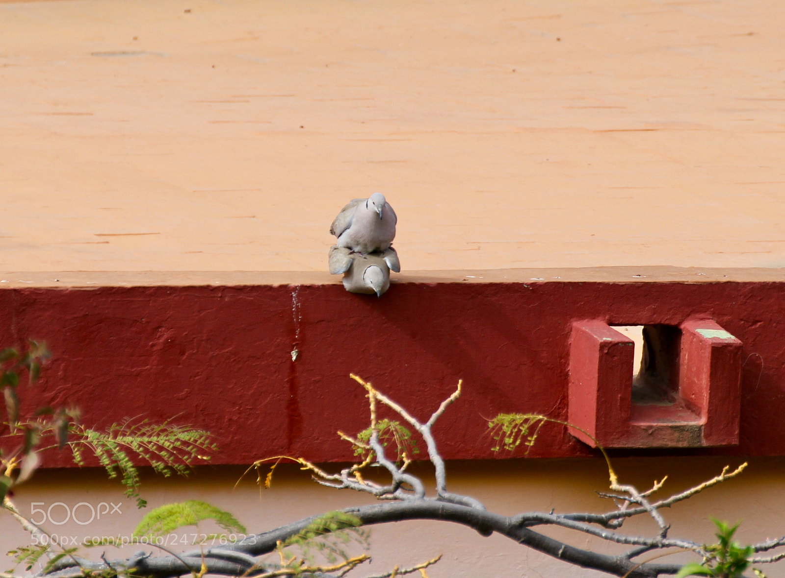 Canon EOS 100D (EOS Rebel SL1 / EOS Kiss X7) sample photo. Love birds photography