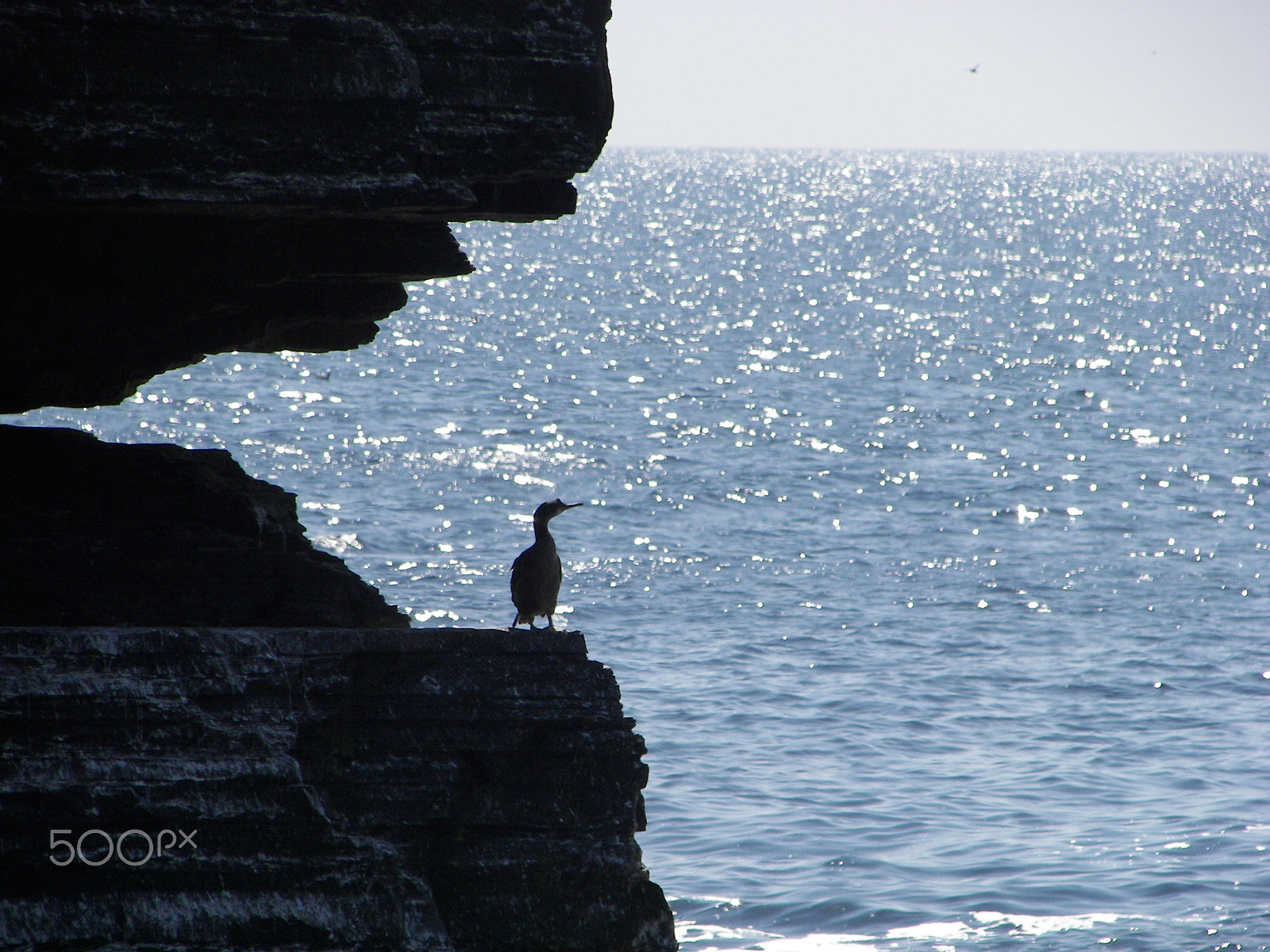 Kodak P712 ZOOM DIGITAL CAMERA sample photo. Puffin on the cliffs of moher photography