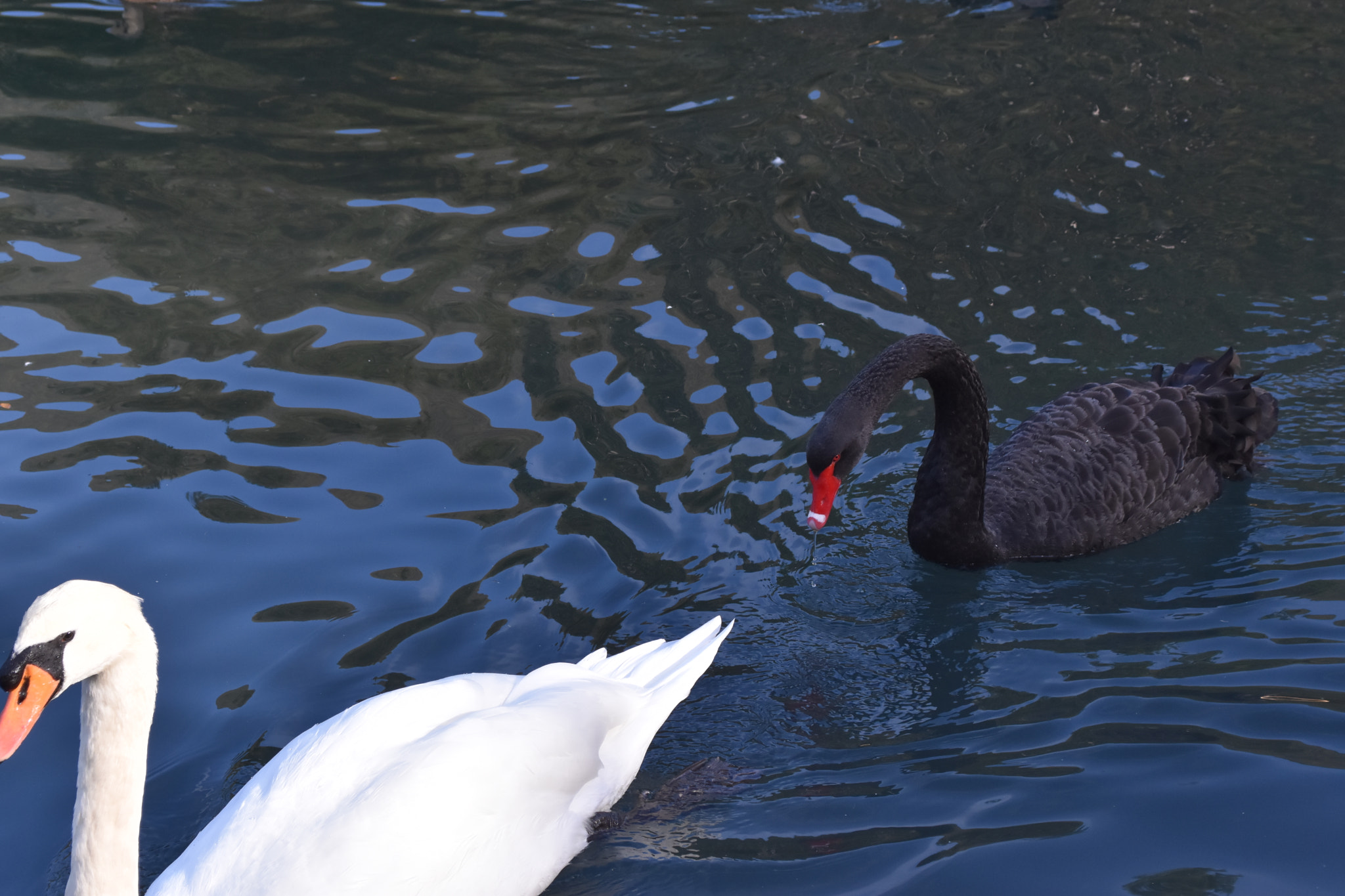 Nikon D7200 sample photo. Dsc photography
