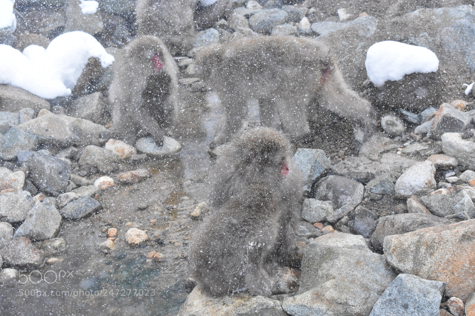 Nikon D3400 sample photo. Snow monkeys photography