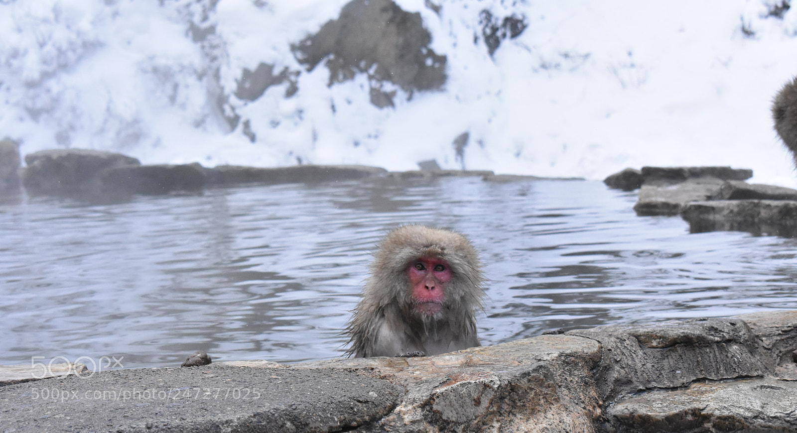 Nikon D3400 sample photo. Snow monkeys photography