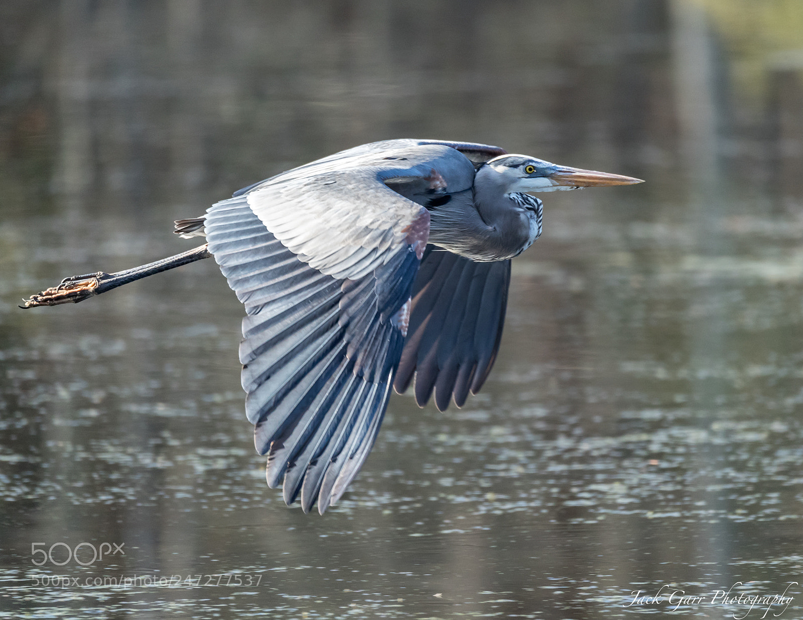 Canon EOS-1D X Mark II sample photo. Great blue heron flying photography